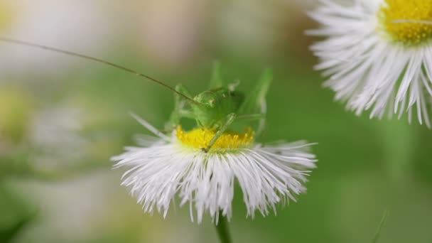 Grasshopper Tettigonia Orientalis Voeren Van Stuifmeel — Stockvideo