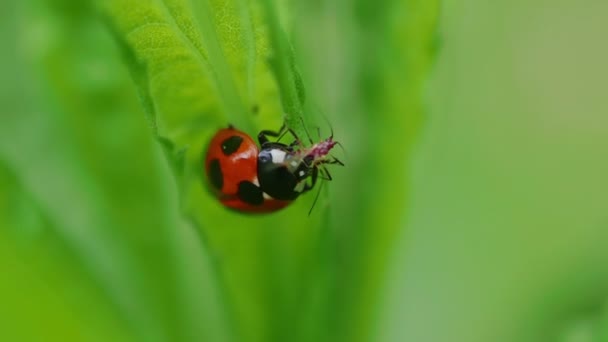 Beruška Sedm Skvrnitý Beruška Krmení Aphid — Stock video