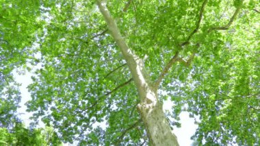 Düzlem Ağacı (Platanus) görünümü)