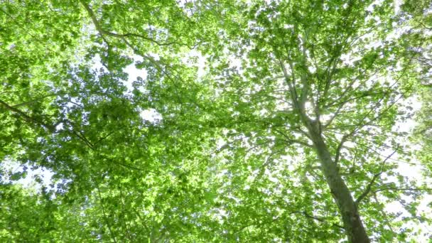 Vista Del Plátano Platanus — Vídeos de Stock