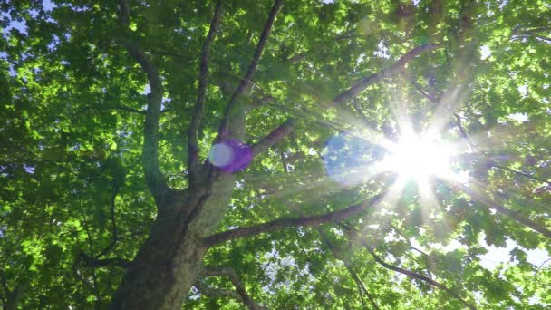 Vista Del Plátano Platanus — Vídeos de Stock