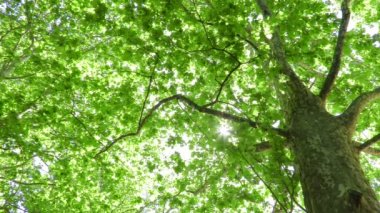 Düzlem Ağacı (Platanus) görünümü)