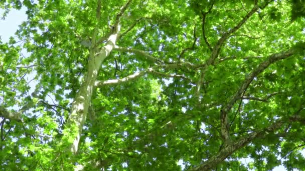 Vista Del Plátano Platanus — Vídeos de Stock