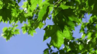 Düzlem Ağacı (Platanus) görünümü)