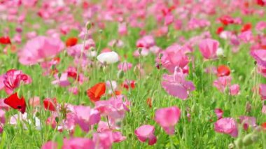 Gelincik Alanının Görünümü