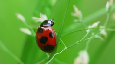 Uğur böceği (Yedi Noktalı Uğur Böceği)