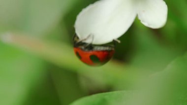 Uğur böceği (Yedi Noktalı Uğur Böceği)
