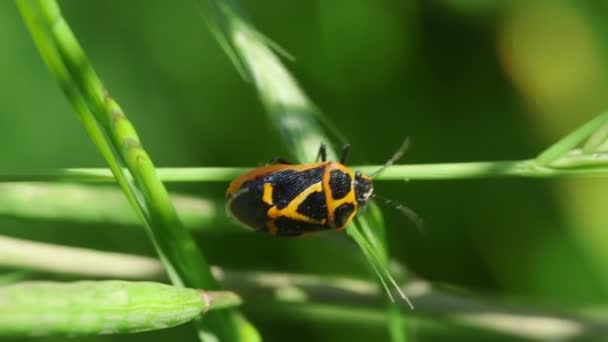 Orange Stink Bug Eurydema Rugosa — стокове відео