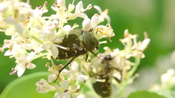 Zitrusblüten Chafer Oxycetonia Jucunda Ernährt Sich Von Pollen — Stockvideo