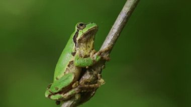 Japon Ağaç Kurbağası (Hyla japonica)