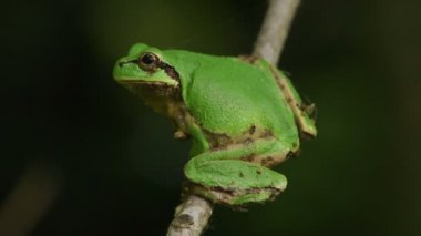 Japon Ağaç Kurbağası (Hyla japonica)