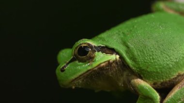 Japon Ağaç Kurbağası (Hyla japonica)