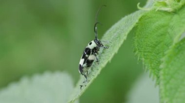 Longhorn Böceği (Paraglenea falcısı)