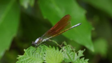 Yusufçuk, Küçük Sinek (Mnais costalis)