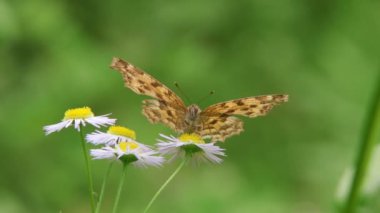 Asya Virgülü Kelebeği (Polygonia c-aureum)