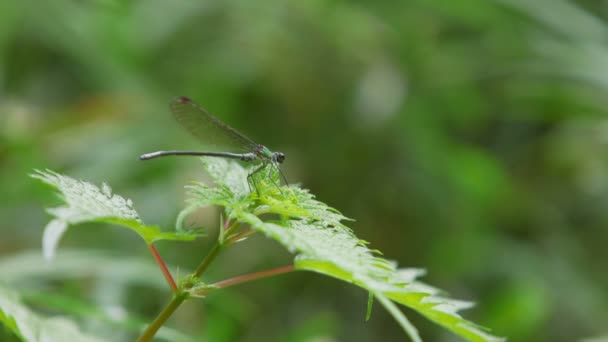 Dragonfly Damselfly Mnais Pruinosa — Video Stock