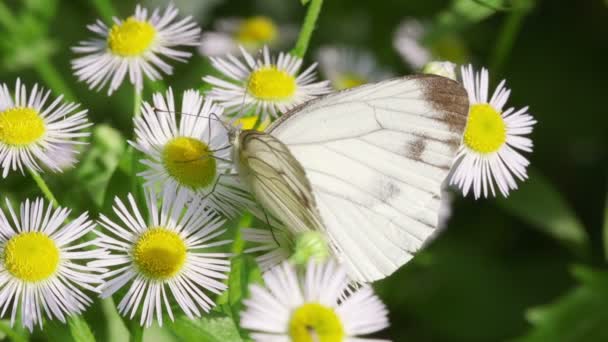 Bílý Motýl Zelenými Žilkami Pieris Melete — Stock video