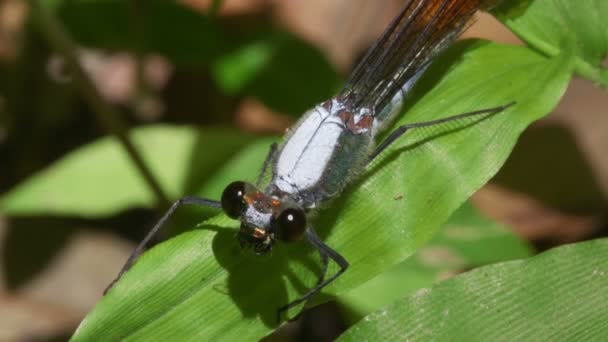 Libelle Waterjuffer Mnais Costalis — Stockvideo