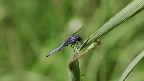 Стрекоза Orthetrum Melania Male Feeding Blow Fly — стоковое видео