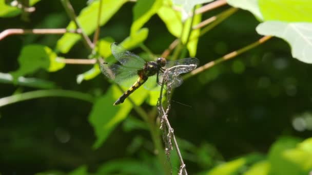 Dragonfly Orthetrum Melania Femmina Atterraggio Branch — Video Stock