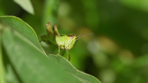 Gräshoppor Melanoplinae Vila Gröna Blad — Stockvideo