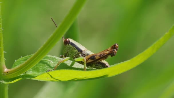 Cavalletta Melanoplinae Appoggiata Foglia Verde — Video Stock