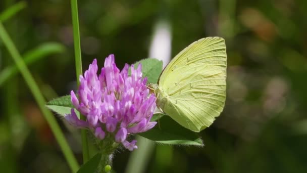 Časté Travní Motýl Eurema Hecabe — Stock video