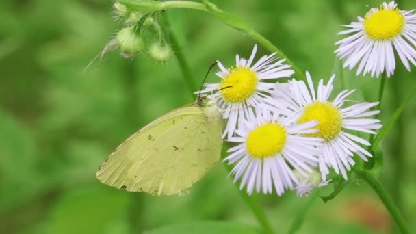 Časté Travní Motýl Eurema Hecabe — Stock video