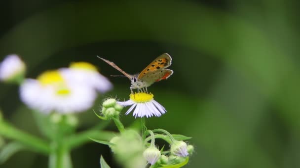 Piccola Farfalla Rame Lycaena Phlaeas — Video Stock