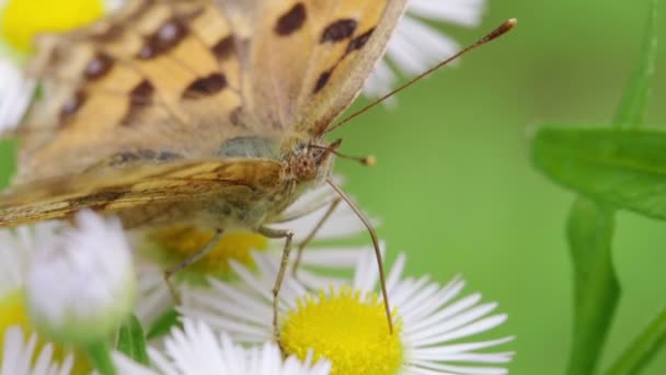 Motyl Azjatycki Przecinkowy Polygonia Aureum — Wideo stockowe