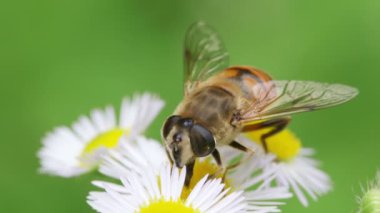 Hoverfly 'ın yakın görüntüsü (Eristalis tenax)