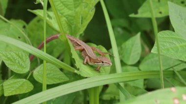 Japon Çimen Kertenkelesi (Takydromus taşidromoidleri)