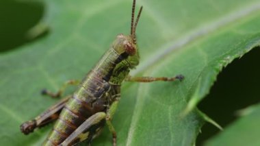 Yeşil Yaprak üzerinde dinlenen Çekirge (Melanoplinae)