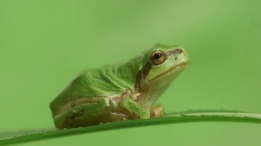 Japon Ağaç Kurbağası (Hyla japonica)