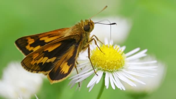 Mariposa Japonesa Del Dardo Potanthus Flavum — Vídeos de Stock