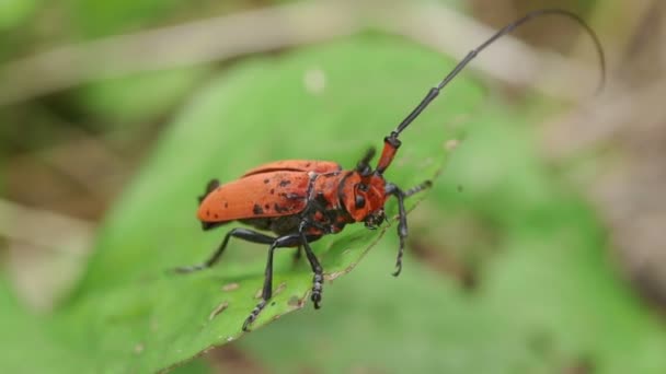 Longhorn Beetle Eupromus Ruber Flying Away Green Leaf — Stok Video