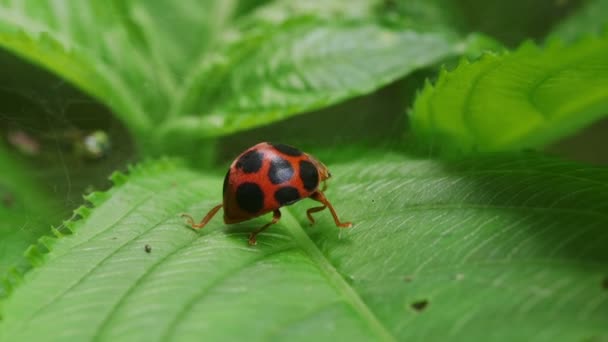 Close View Ladybug Epilachna Admirabilis — Stock Video