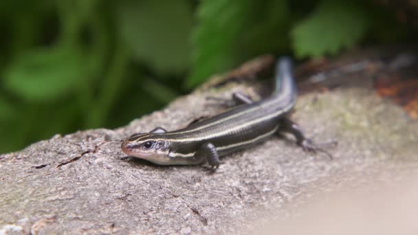 Skink Japonés Cinco Líneas Plestiodon Japonicus — Vídeos de Stock