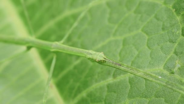 杆状昆虫 Phasmida Baculum Lengatum — 图库视频影像