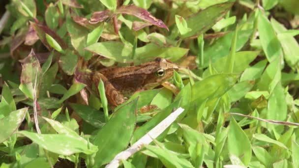 Montane Brown Kikker Rana Ornativentris — Stockvideo