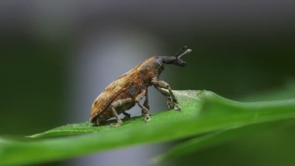 Brown Weevil Lixus Acutipennis — стокове відео