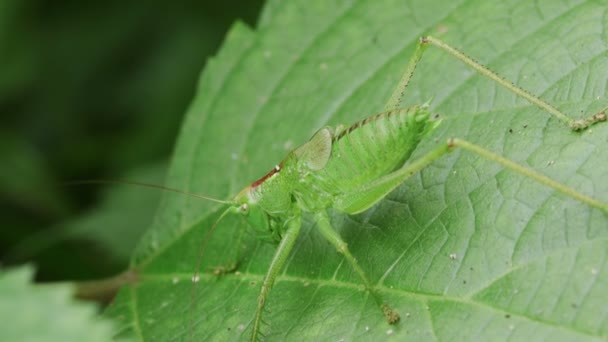 Grasshopper Tettigonia Orientalis Resting Green Leaf — Stock Video