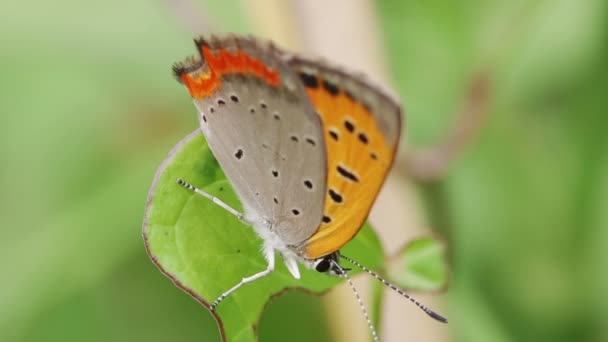 Motýl Malý Lycaena Phlaeas — Stock video