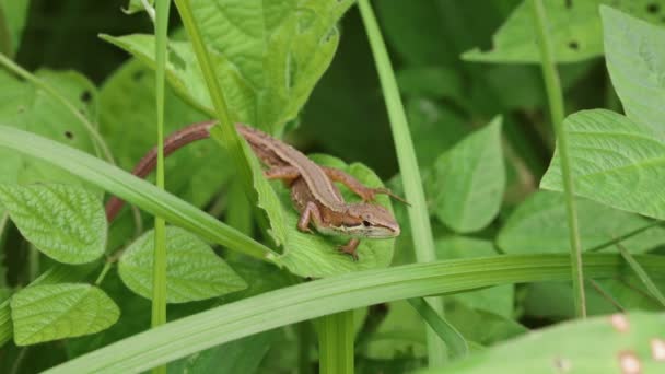 Japonské Ještěrky Takydromus Tachydromoides — Stock video