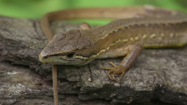 Японская Травяная Ящерица Takydromus Tachydromoides — стоковое видео