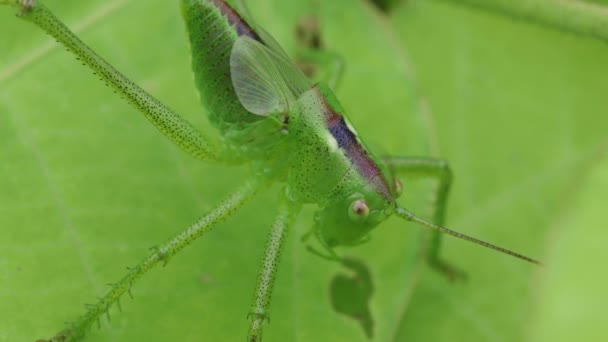 Grasshopper Tettigonia Orientalis Rustend Groen Blad — Stockvideo