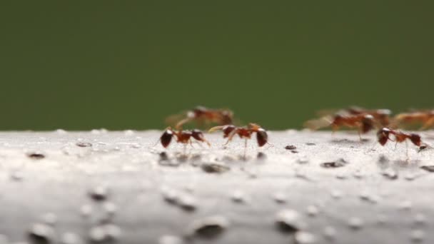 Line Ants Pristomyrmex Punctatus — Stock Video