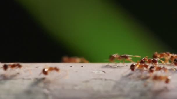 Linha Formigas Pristomyrmex Punctatus — Vídeo de Stock