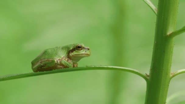 Rana Arborícola Japonesa Hyla Japonica — Vídeo de stock