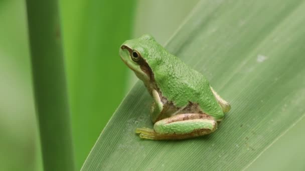 Rana Arborícola Japonesa Hyla Japonica — Vídeo de stock